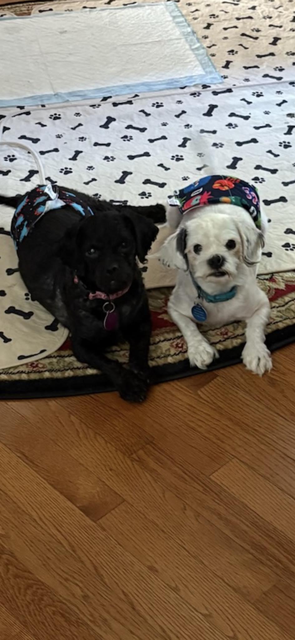 Gizmo, a Adoptable Shih Tzu in Williamsburg, VA image 5/6