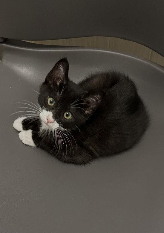 Enlarge Buckley, a Adopted Tuxedo in West Hills, CA image 1/3