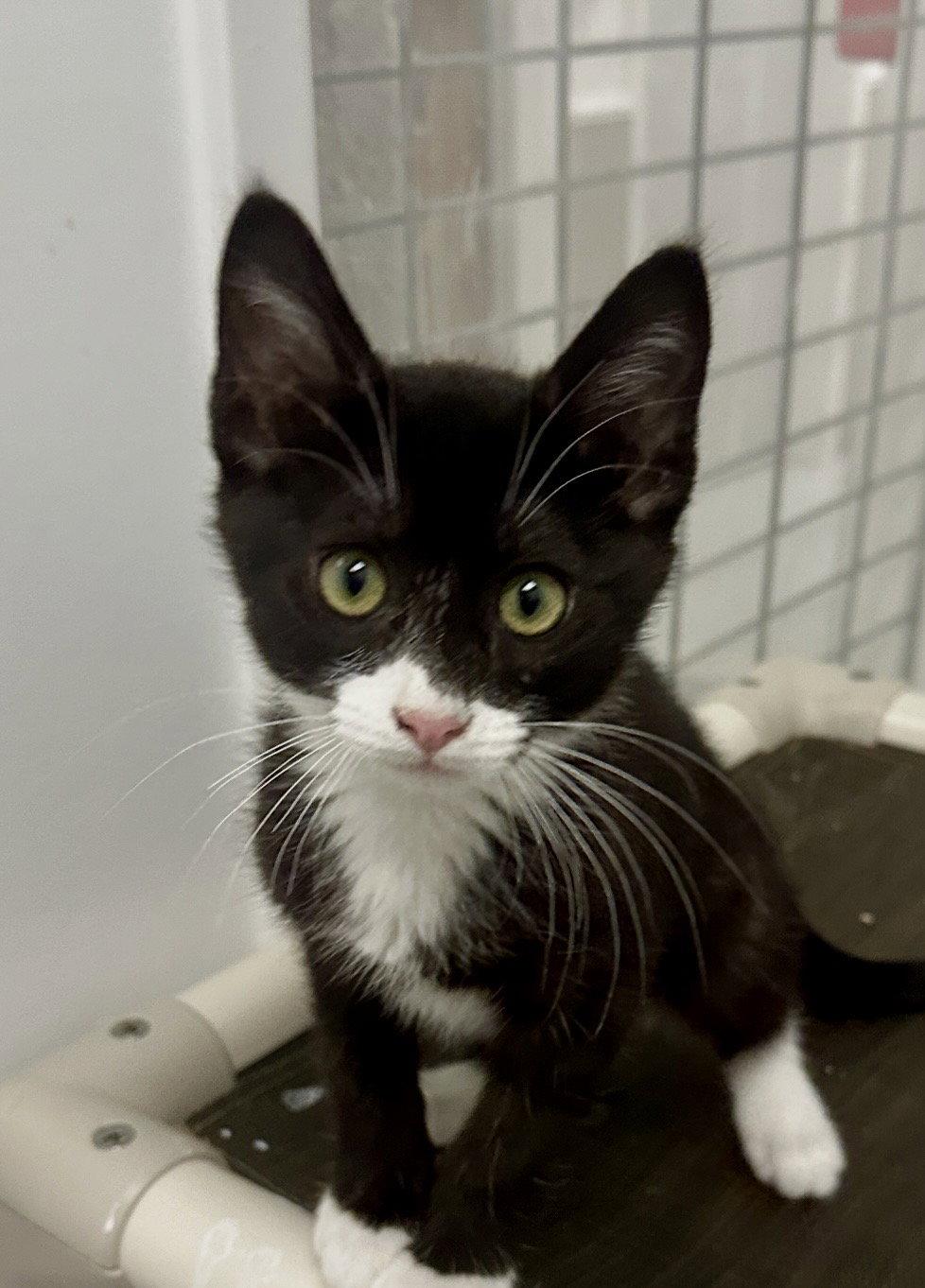 Enlarge Buckley, a Adopted Tuxedo in West Hills, CA image 2/3
