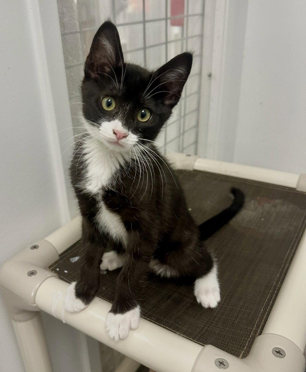 Enlarge Buckley, a Adopted Tuxedo in West Hills, CA image 3/3