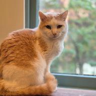 Creamsicle, a Adoptable Domestic Short Hair in Alexandria, VA image 1/2