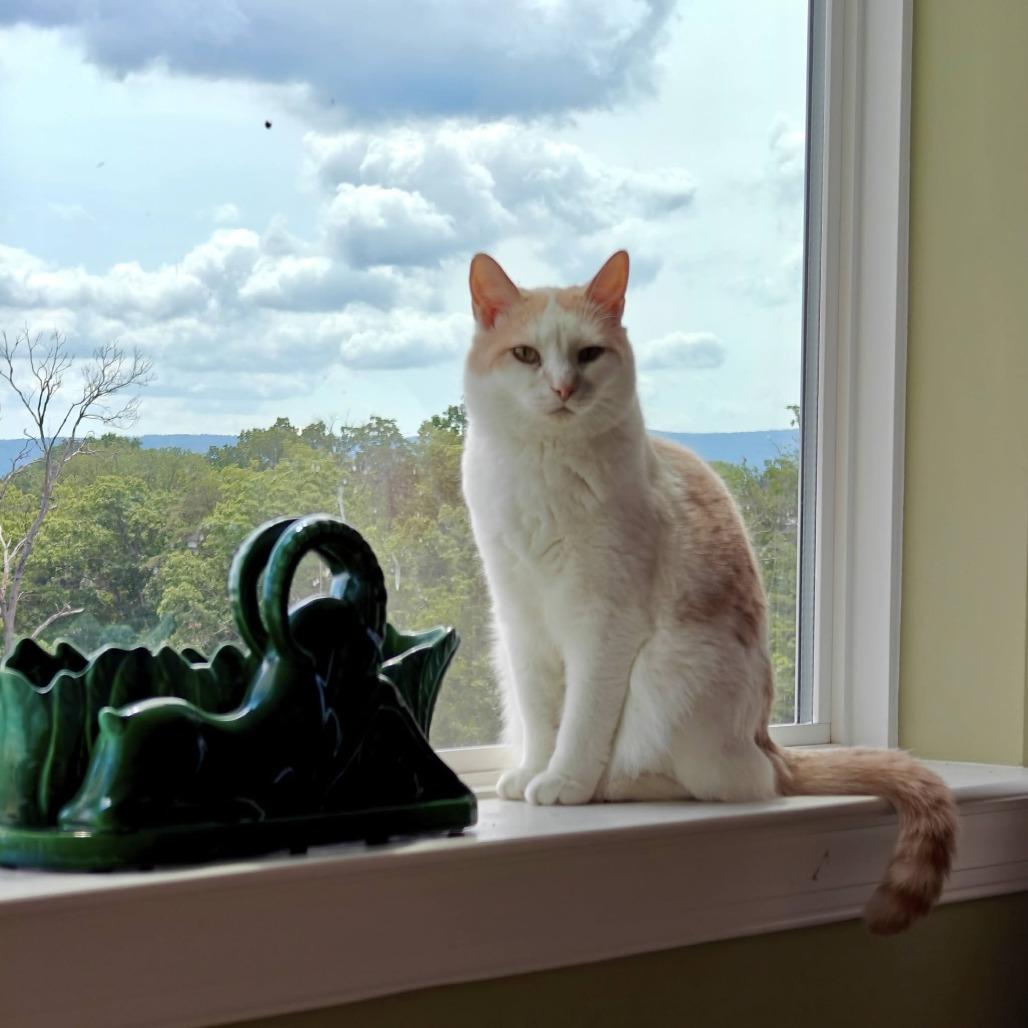 Creamsicle, a Adoptable Domestic Short Hair in Alexandria, VA image 2/2