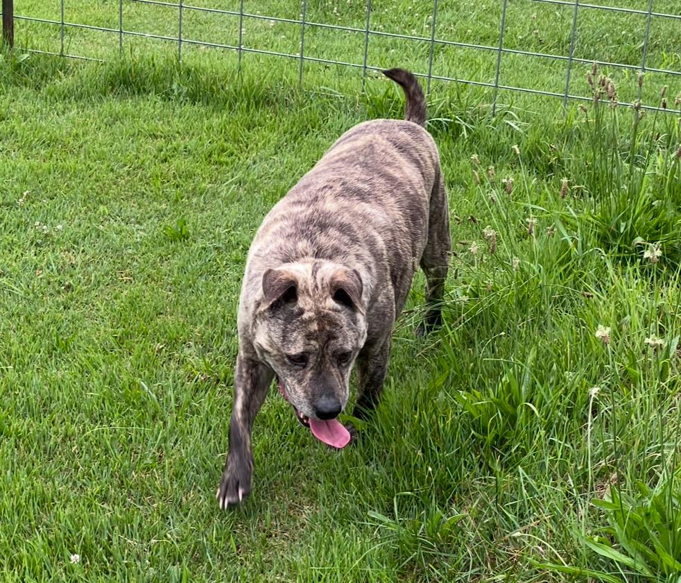 Enlarge Ace, a ADOPTABLE mixed breed in Kincaid, IL image 2/3