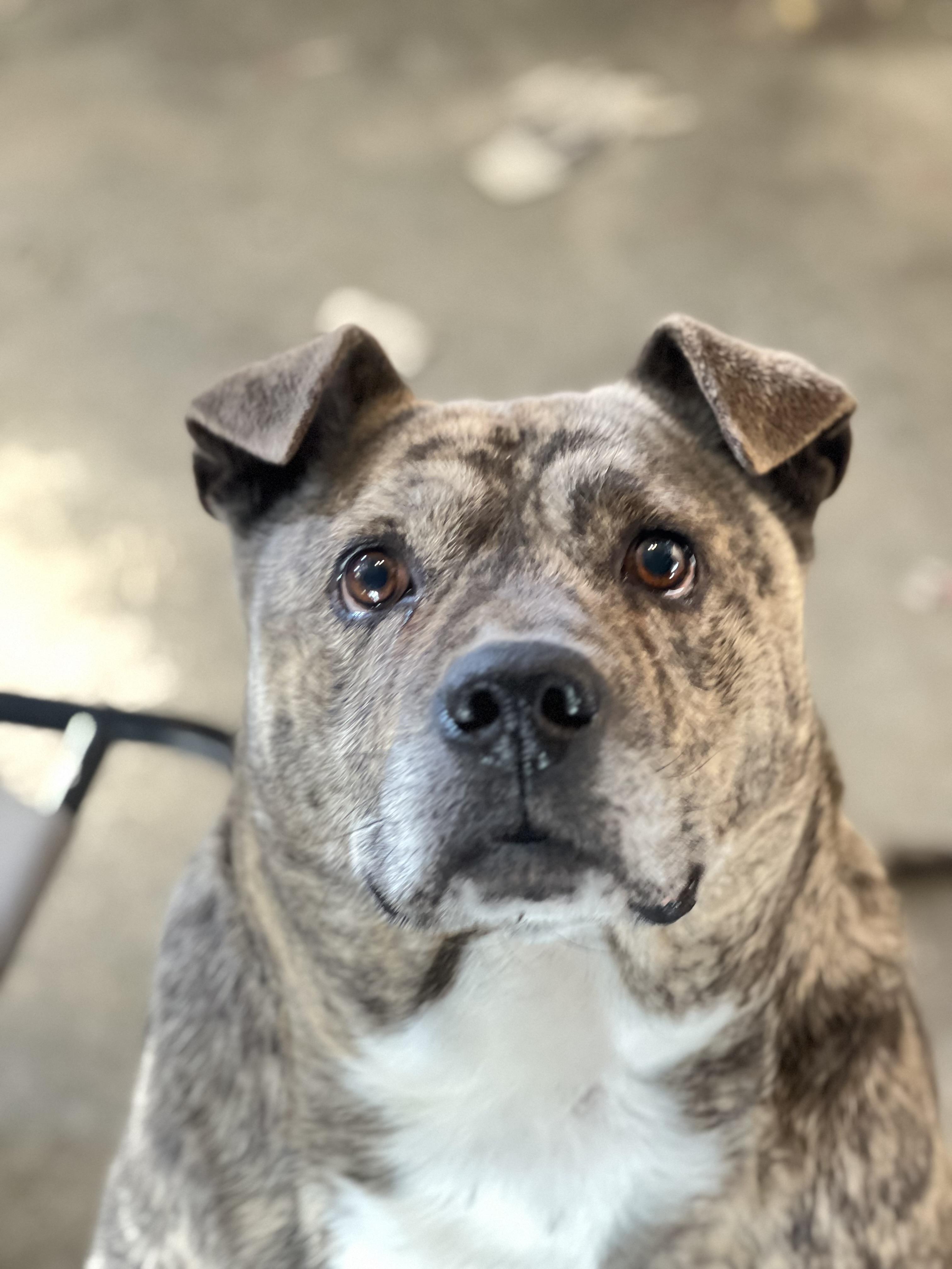 Ace, ADOPTABLE, Adult Male American Staffordshire Terrier & Labrador Retriever.