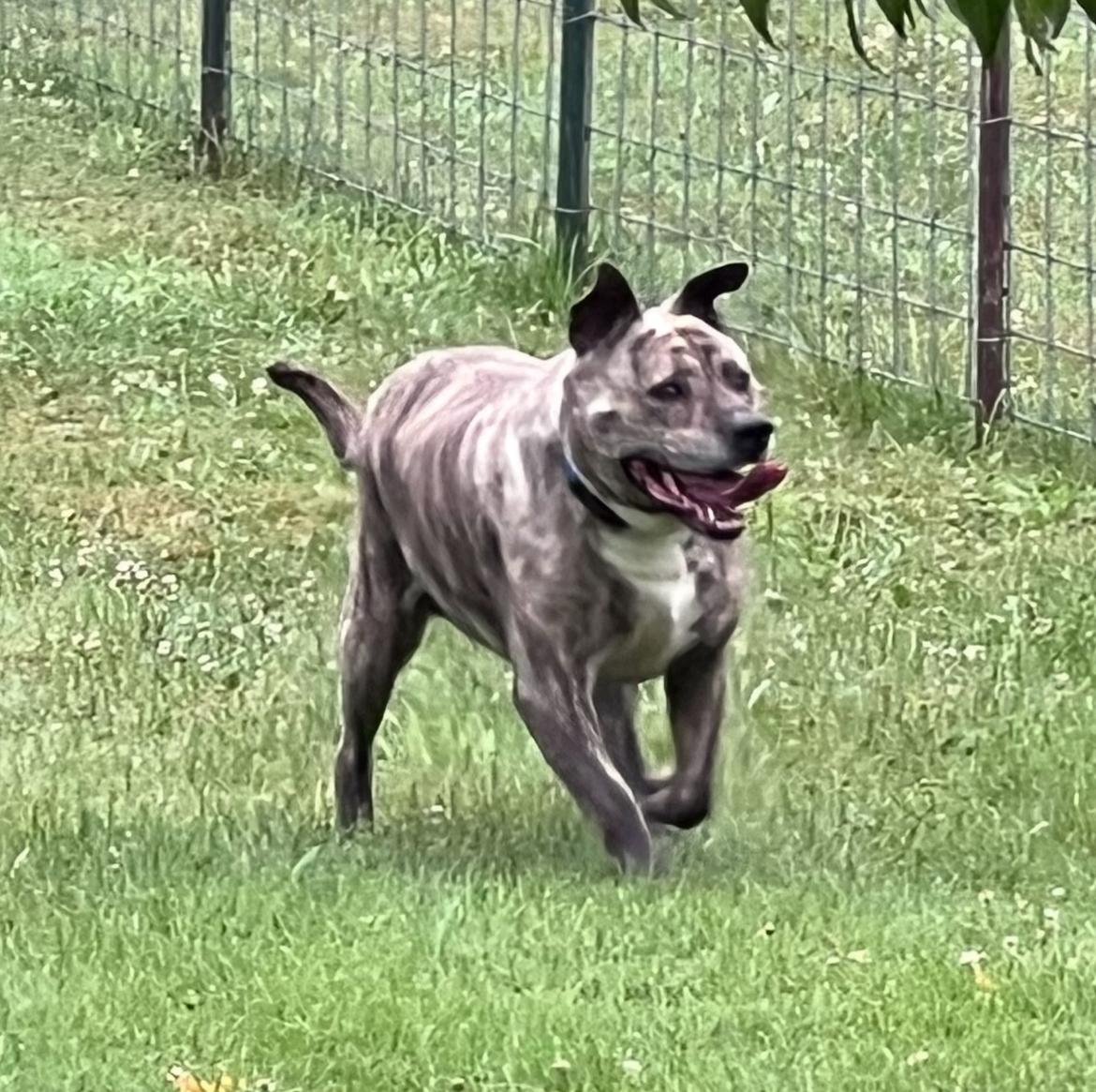 Enlarge Ace, a ADOPTABLE mixed breed in Kincaid, IL image 3/3