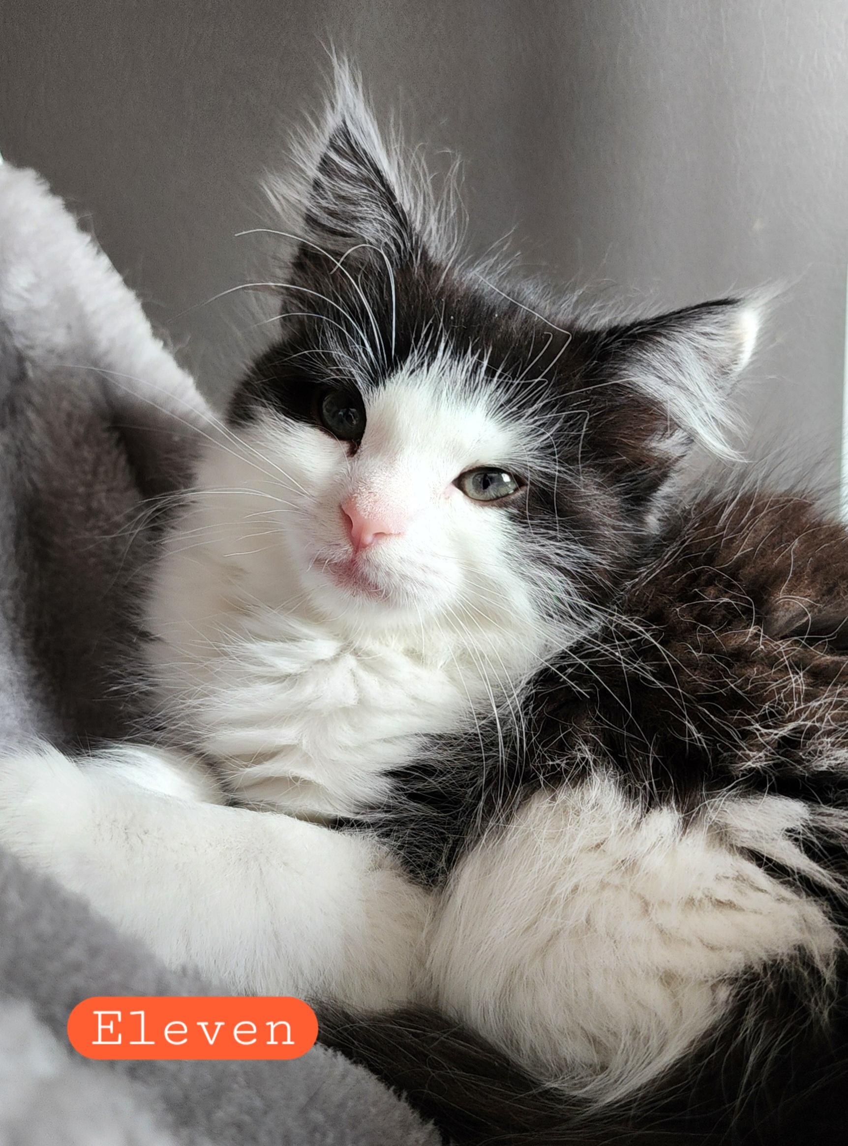 Eleven , adopted, Kitten Female Domestic Long Hair.