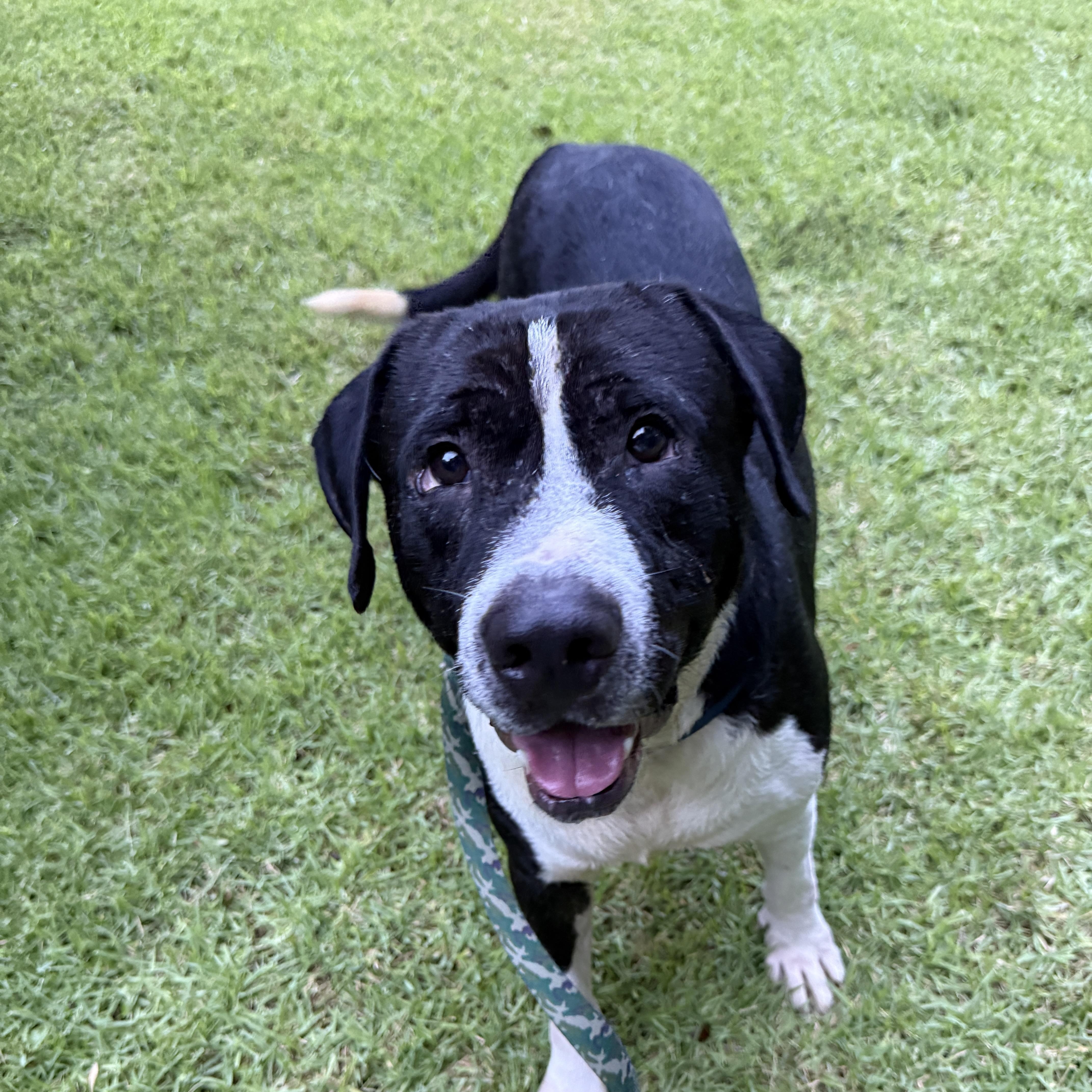 Enlarge SILAS - Sponsored Adoption Fee, a Adoptable mixed breed in Fosters, AL image 1/6