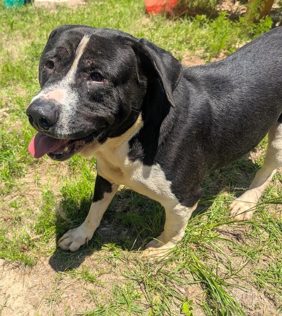 Enlarge SILAS - Sponsored Adoption Fee, a Adoptable mixed breed in Fosters, AL image 5/6
