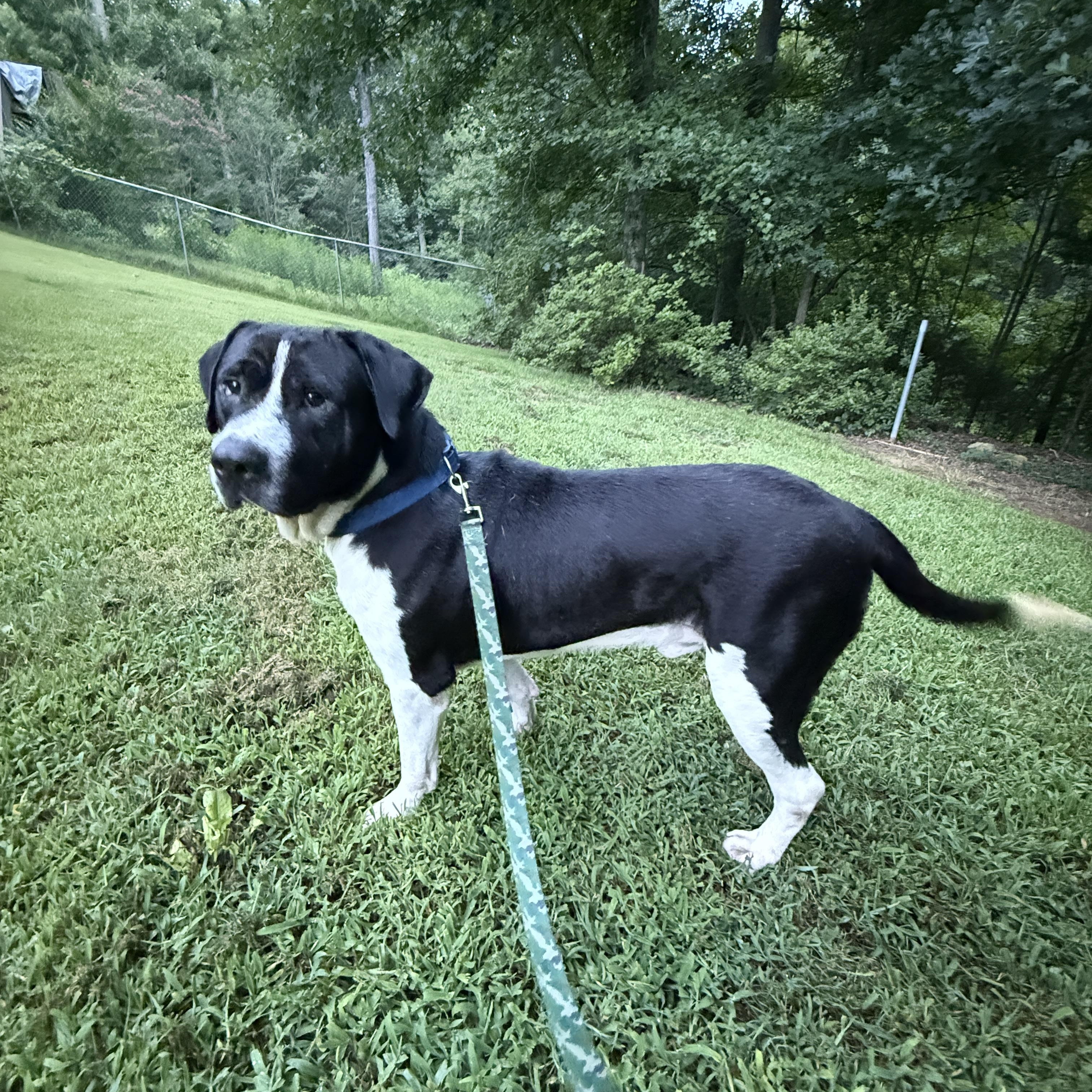 Enlarge SILAS - Sponsored Adoption Fee, a Adoptable mixed breed in Fosters, AL image 4/6