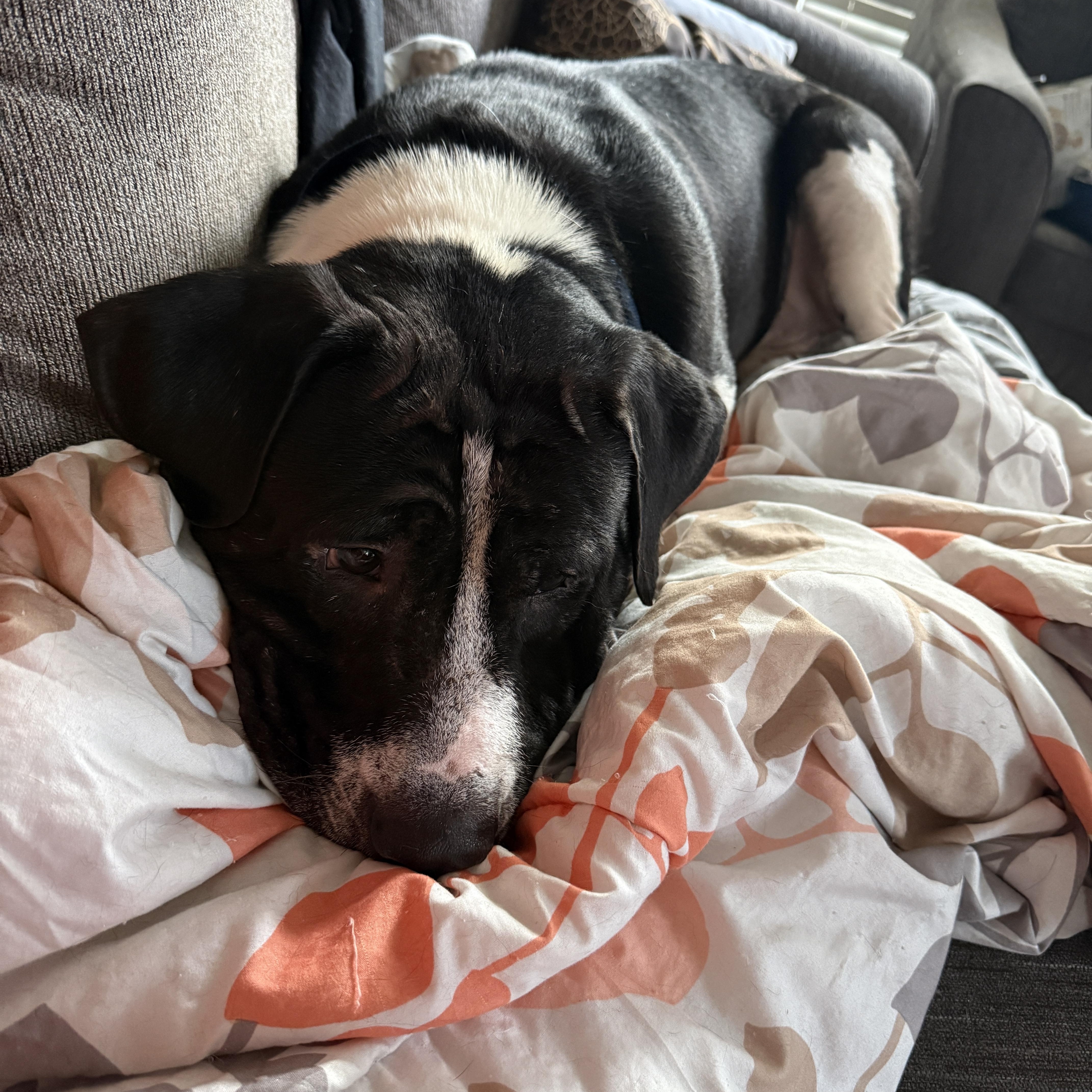 Enlarge SILAS - Sponsored Adoption Fee, a Adoptable mixed breed in Fosters, AL image 2/6