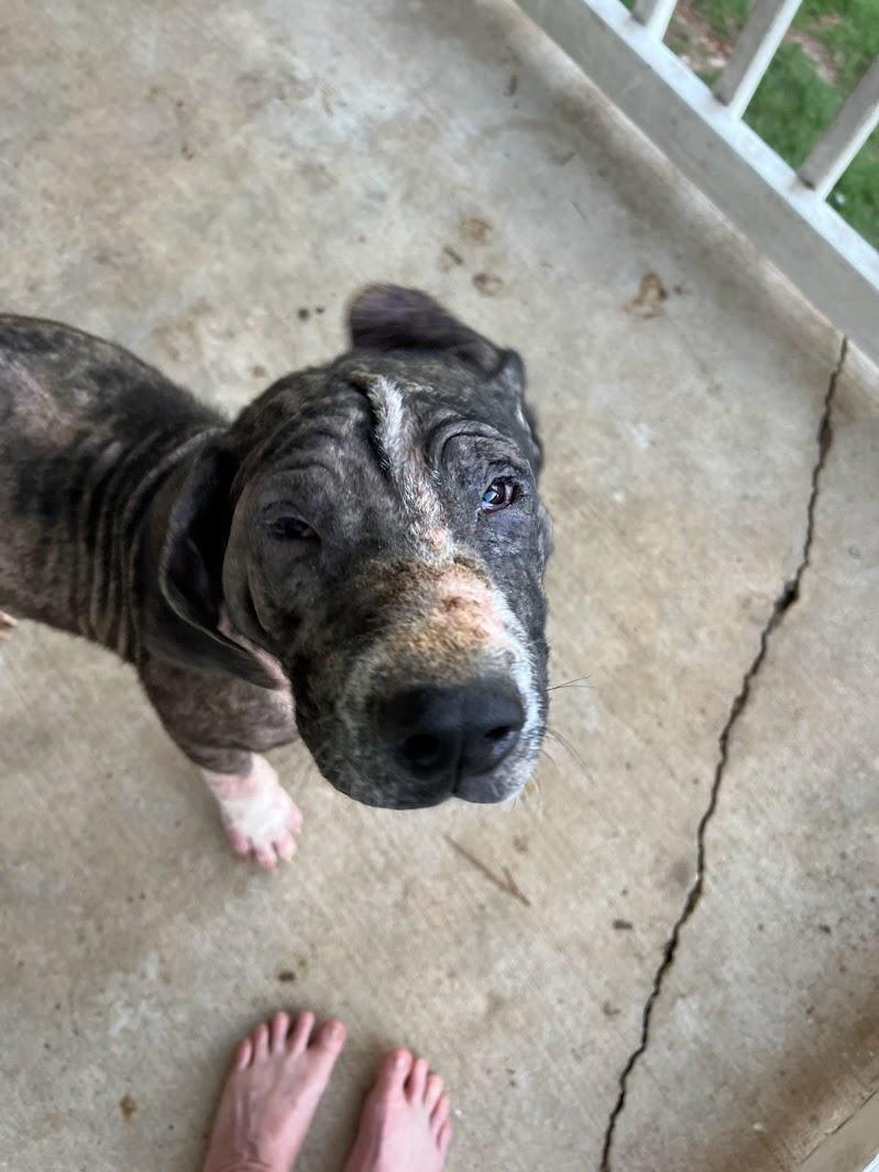 Enlarge SILAS - Sponsored Adoption Fee, a Adoptable mixed breed in Fosters, AL image 6/6