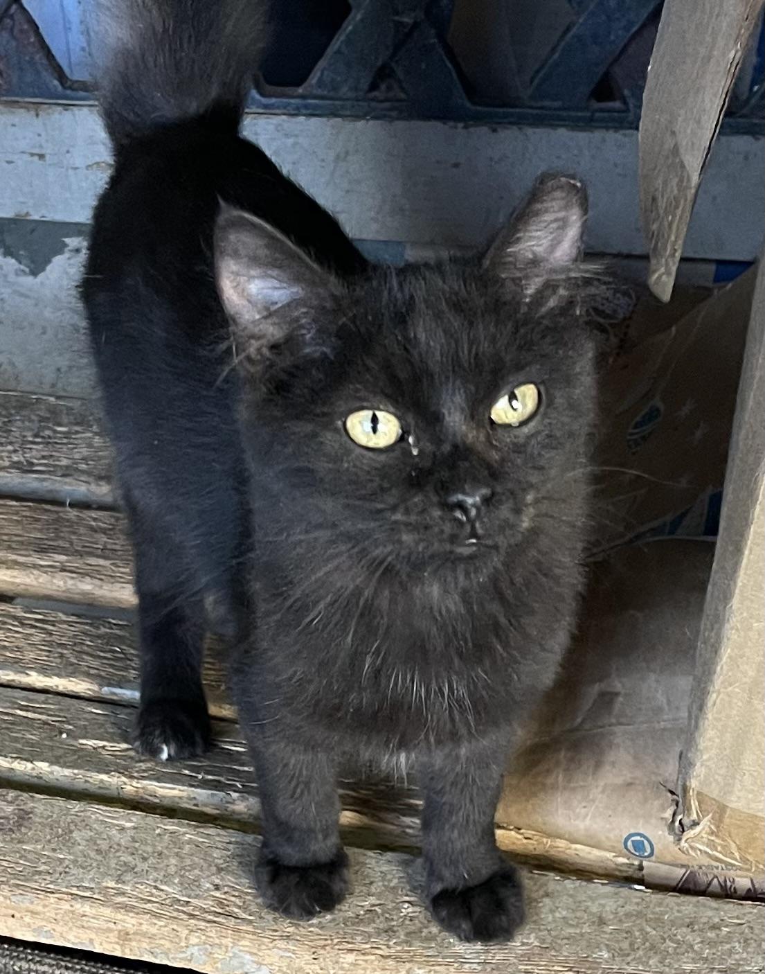 Ozzy, Adoptable, Young Male Domestic Medium Hair.