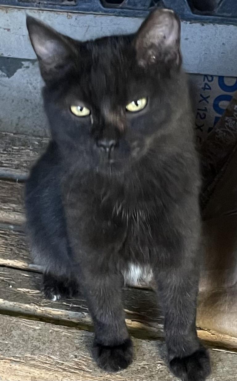 Enlarge Ozzy, a Adoptable Domestic Medium Hair in san antonio, TX image 2/3