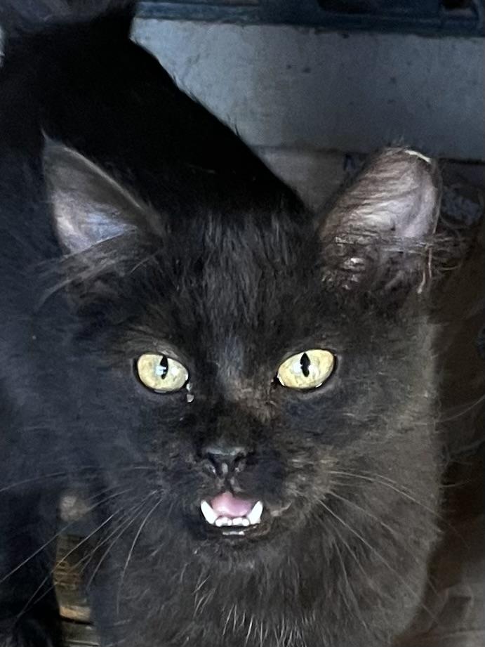 Enlarge Ozzy, a Adoptable Domestic Medium Hair in san antonio, TX image 3/3