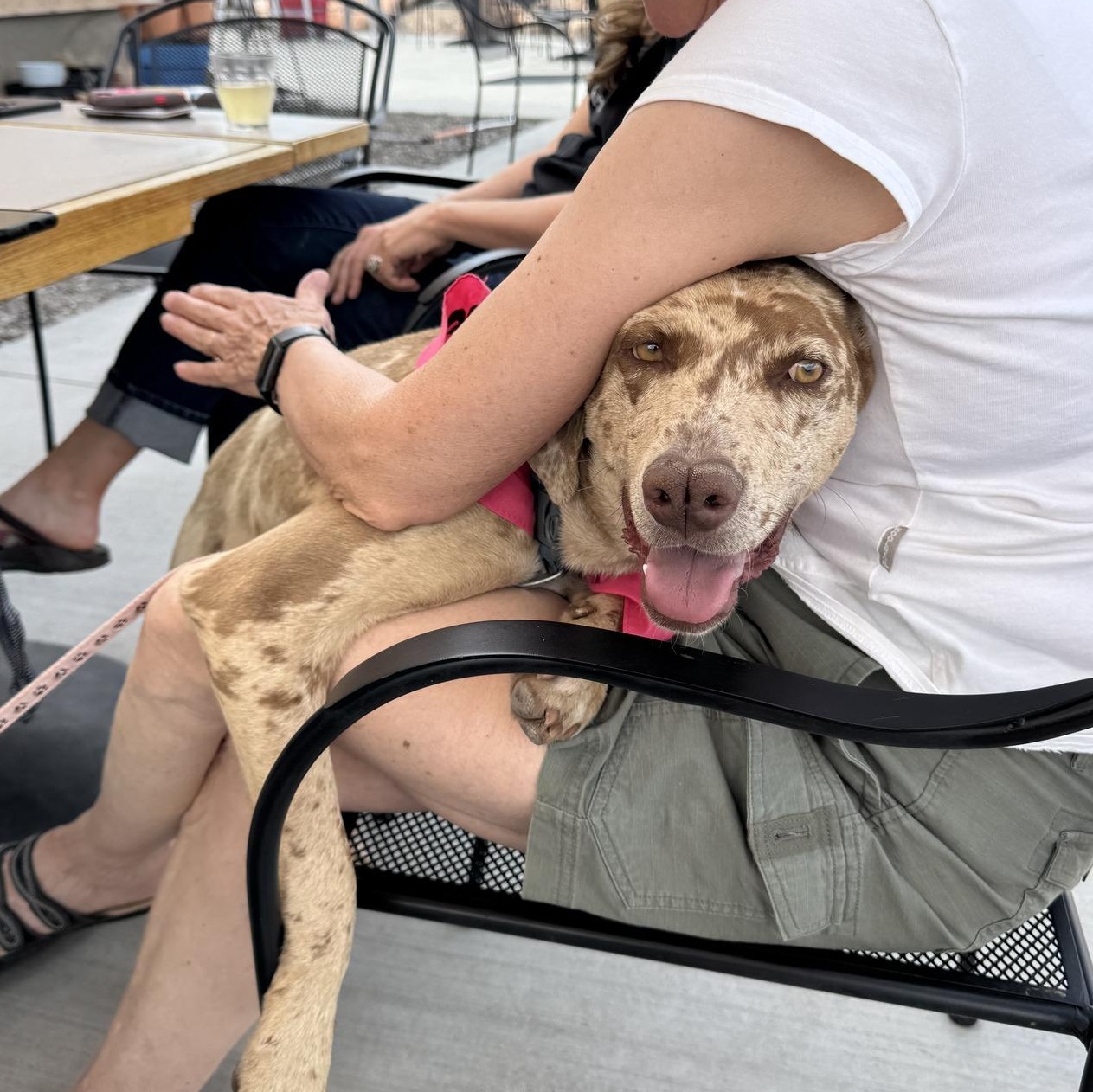 Dusty, an adoptable Catahoula Leopard Dog in Torrey, UT, 84775 | Photo Image 1