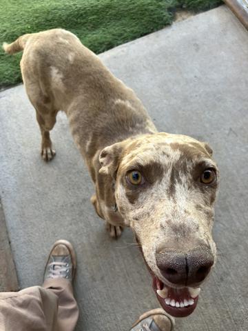 Dusty, an adoptable Catahoula Leopard Dog in Torrey, UT, 84775 | Photo Image 3