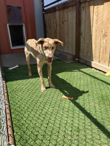 Dusty, an adoptable Catahoula Leopard Dog in Torrey, UT, 84775 | Photo Image 2