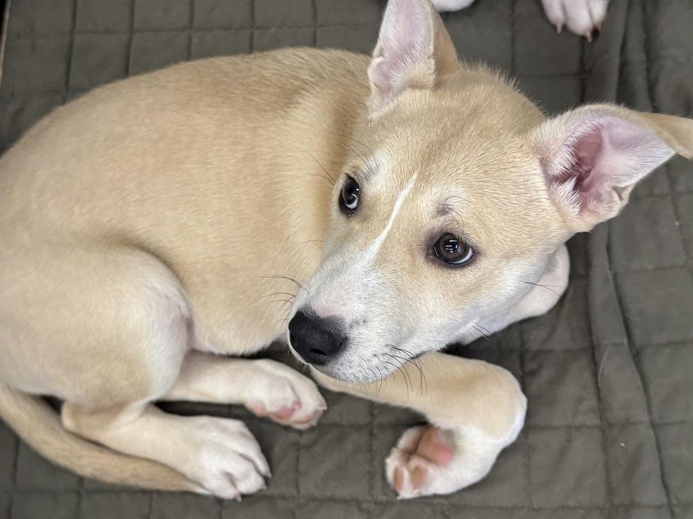Prancer, Adoptable, Puppy Female Husky & Mixed Breed.