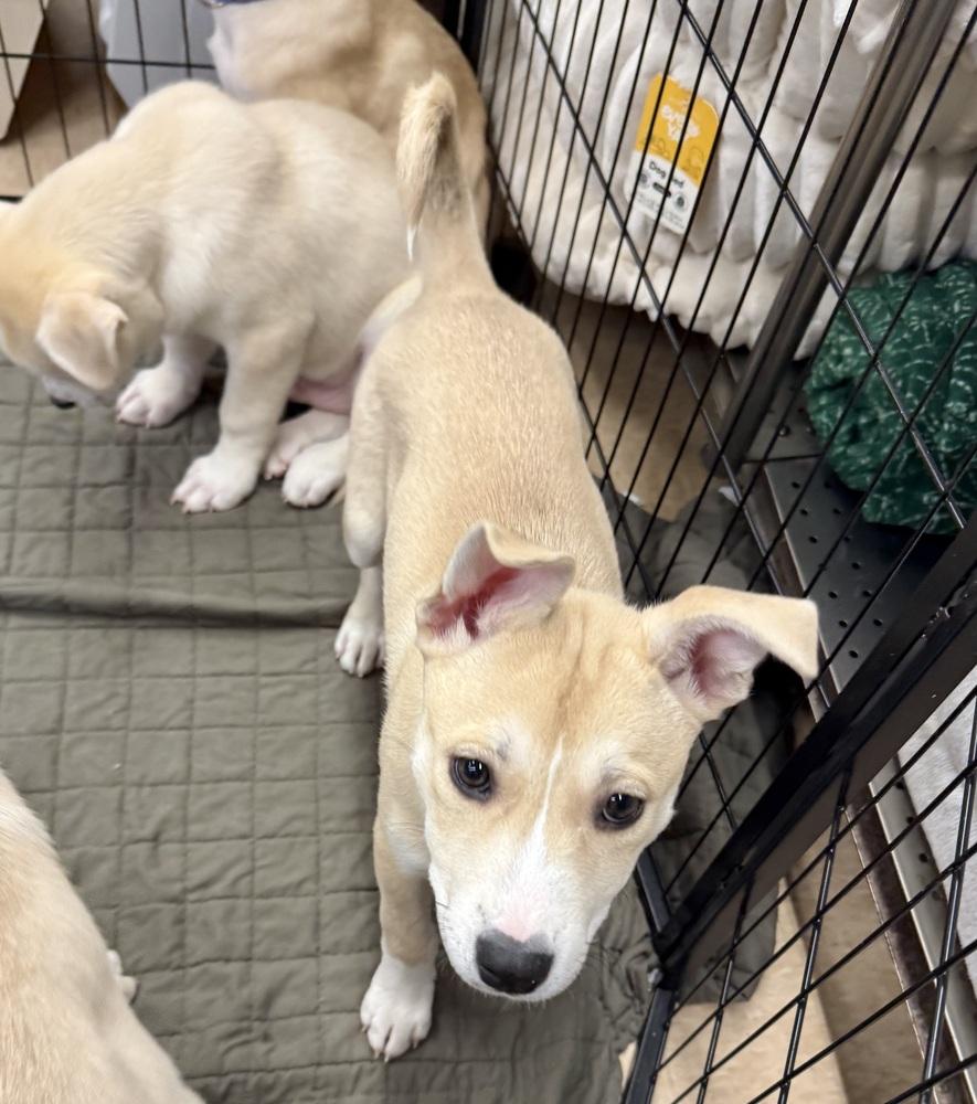 Prancer, Adoptable, Puppy Female Husky & Mixed Breed.