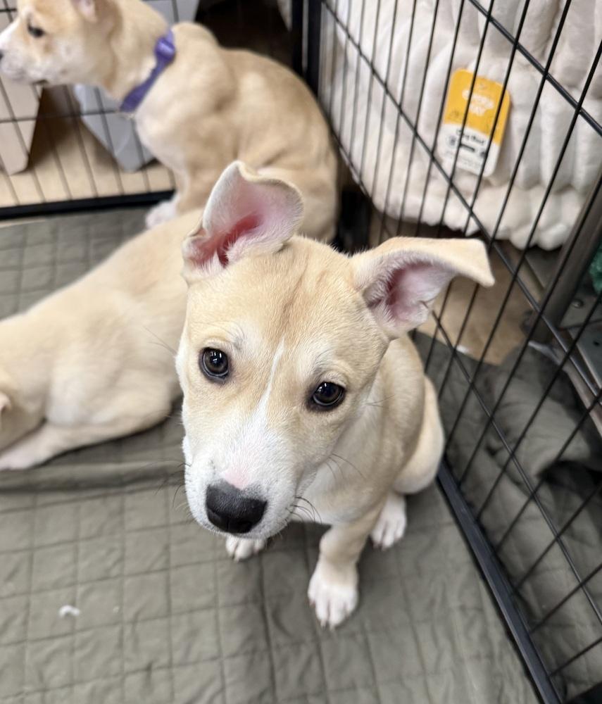 Enlarge Prancer, a Adoptable mixed breed in Middletown, CT image 3/5