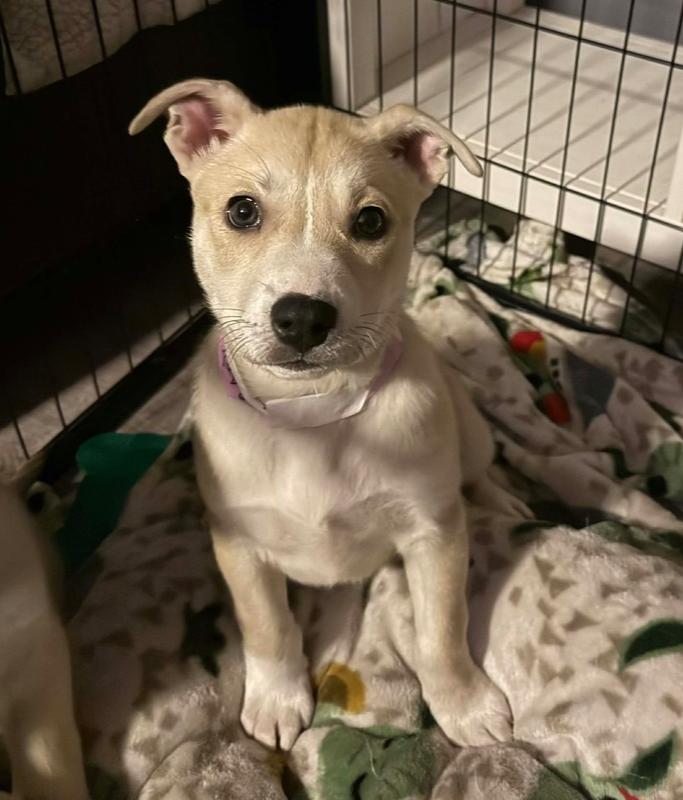 Enlarge Prancer, a Adoptable mixed breed in Middletown, CT image 4/5