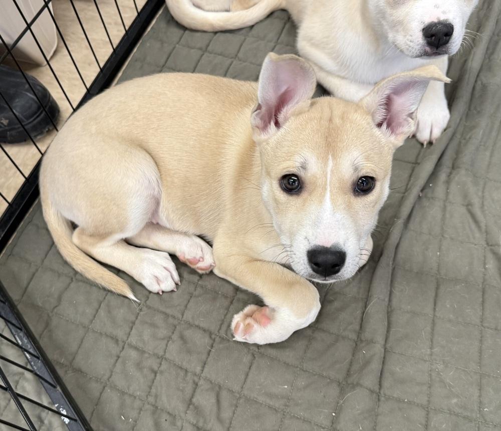 Enlarge Prancer, a Adoptable mixed breed in Middletown, CT image 5/5