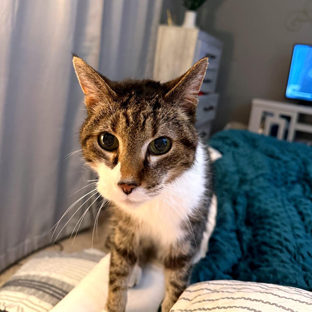 Buttercup, Adoptable, Senior Male Domestic Short Hair.