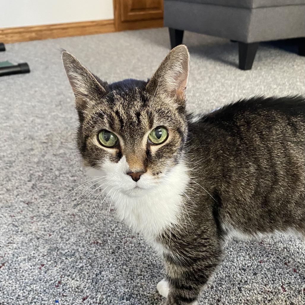 Enlarge Buttercup, a Adoptable Domestic Short Hair in Green Bay, WI image 2/6