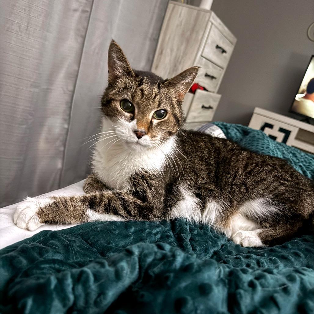 Enlarge Buttercup, a Adoptable Domestic Short Hair in Green Bay, WI image 3/6