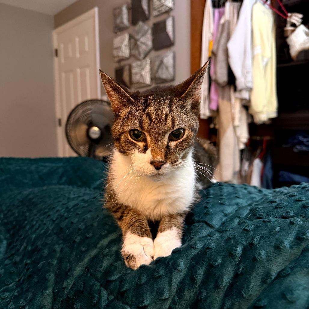 Enlarge Buttercup, a Adoptable Domestic Short Hair in Green Bay, WI image 4/6