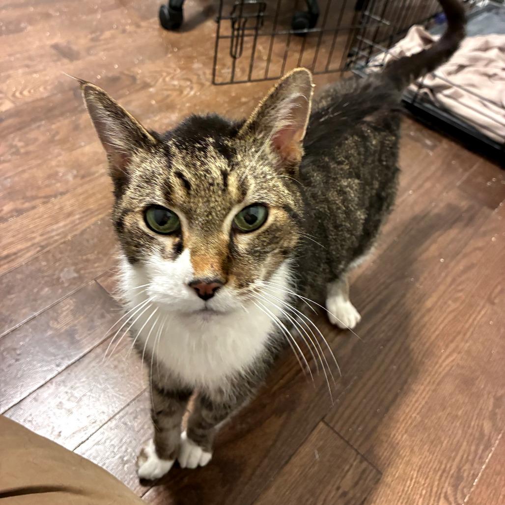 Enlarge Buttercup, a Adoptable Domestic Short Hair in Green Bay, WI image 6/6