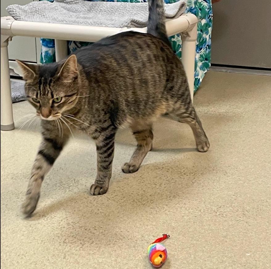 Donnie PB, Adoptable, Adult Male Domestic Short Hair.
