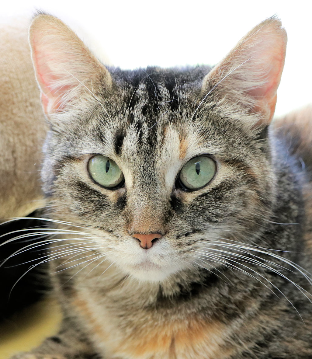 Coral, Adult Female Domestic Short Hair