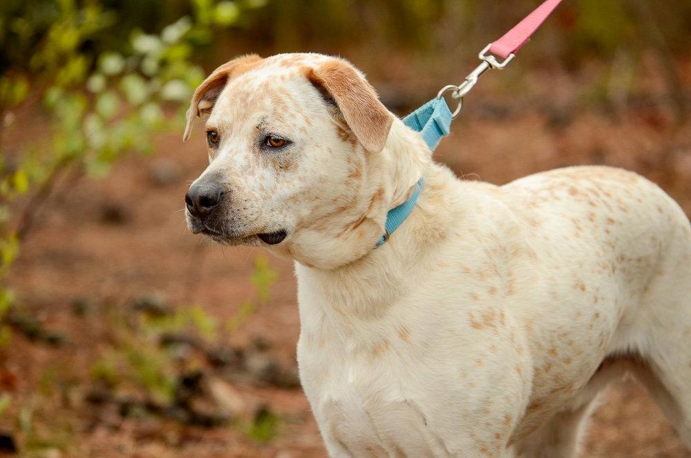 Enlarge Teddy, a Adoptable Australian Cattle Dog / Blue Heeler in Brick, NJ image 1/3