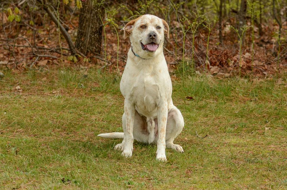 Enlarge Teddy, a Adoptable Australian Cattle Dog / Blue Heeler in Brick, NJ image 2/3