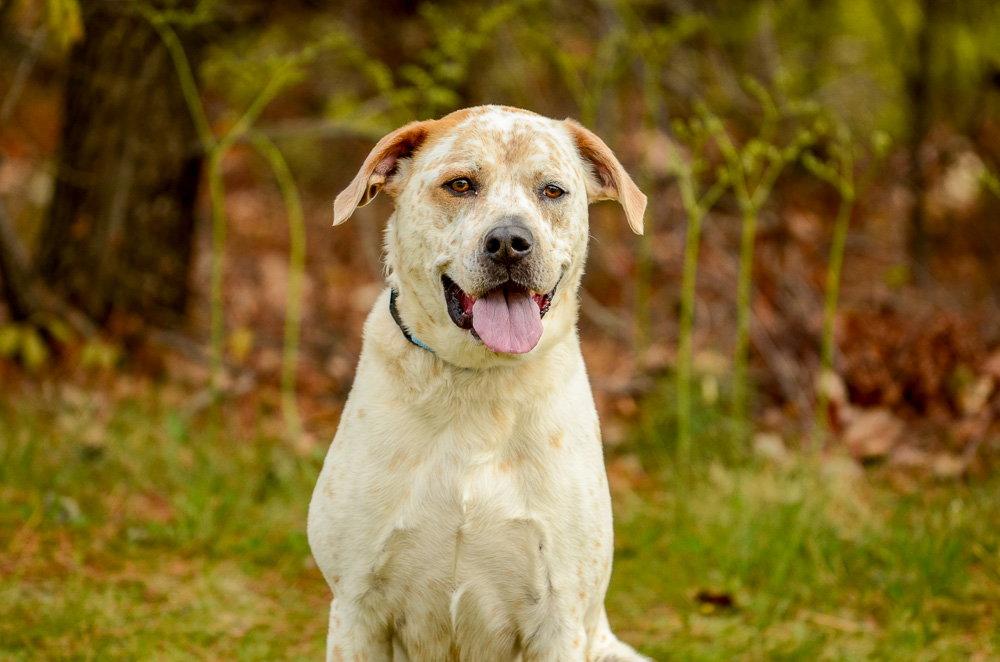 Enlarge Teddy, a Adoptable Australian Cattle Dog / Blue Heeler in Brick, NJ image 3/3