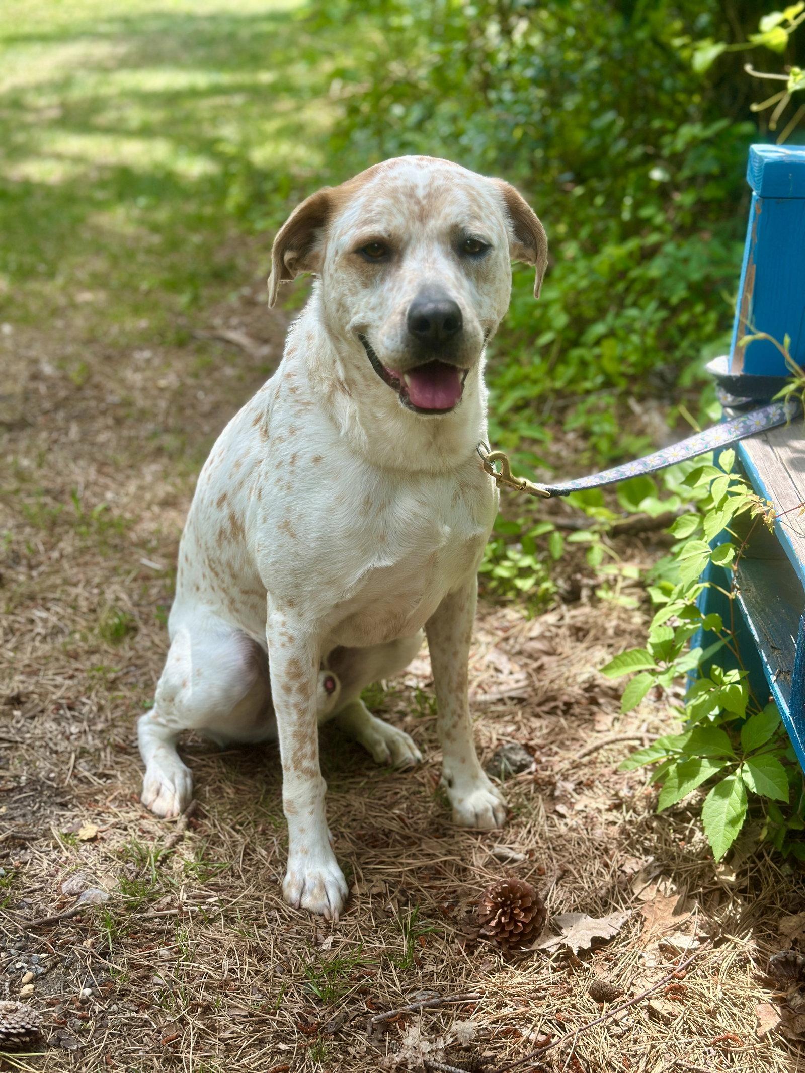 Enlarge Teddy, a Adoptable Australian Cattle Dog / Blue Heeler in Brick, NJ image 3/3