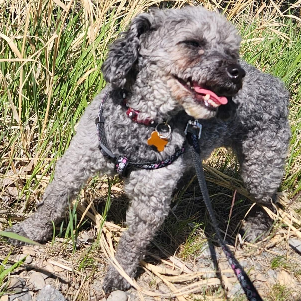 Franny, a ADOPTABLE mixed breed in Calgary, AB image 2/4