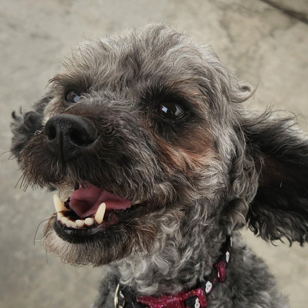 Franny, a ADOPTABLE mixed breed in Calgary, AB image 1/4