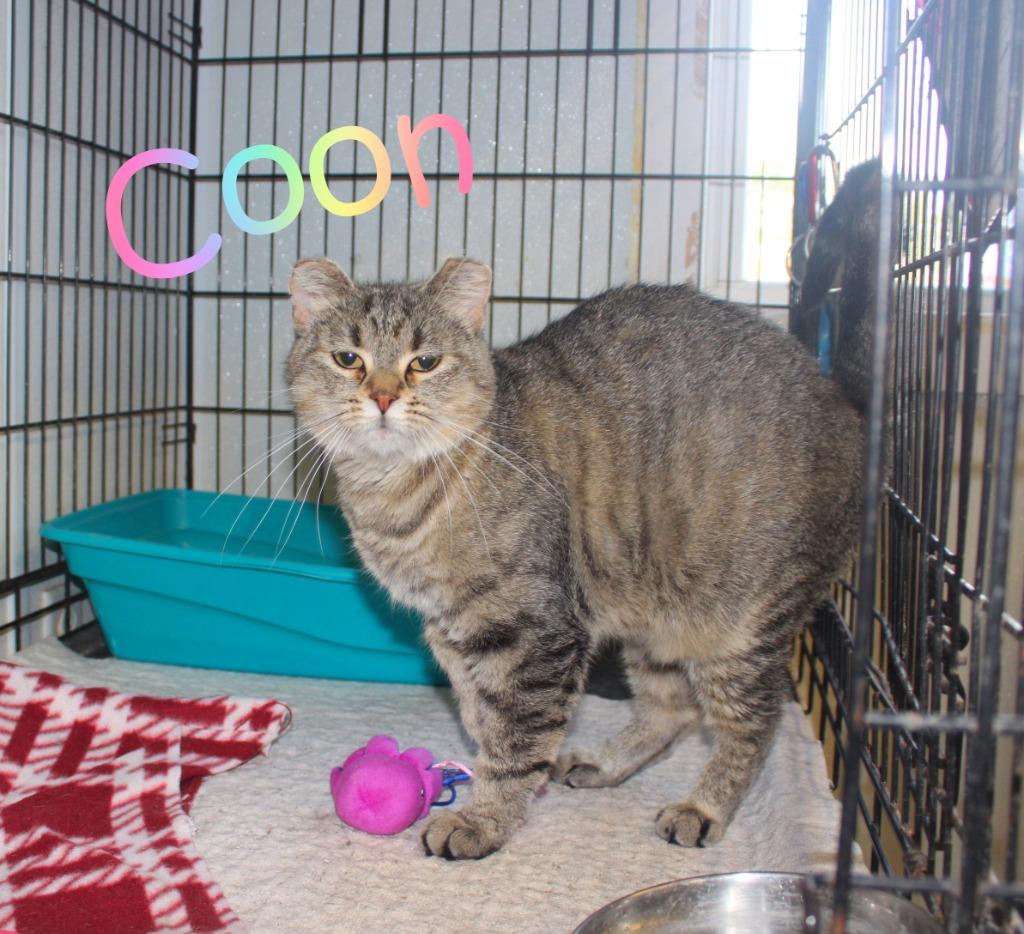 Coon, Adoptable, Adult Female Domestic Short Hair.