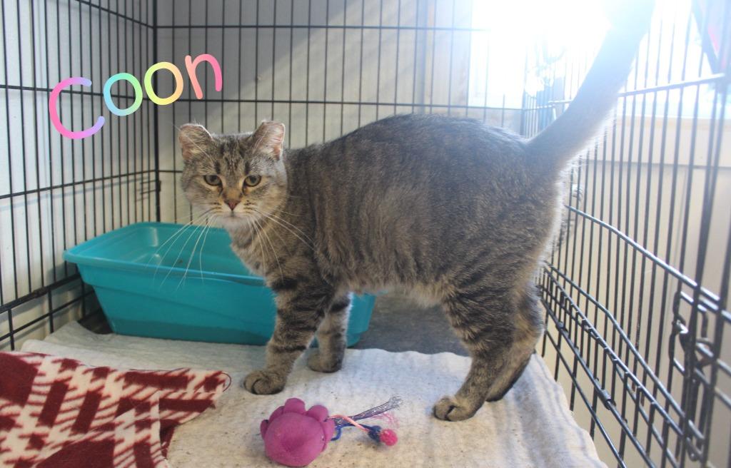 Enlarge Coon, a Adoptable mixed breed in Saint James, MN image 2/4