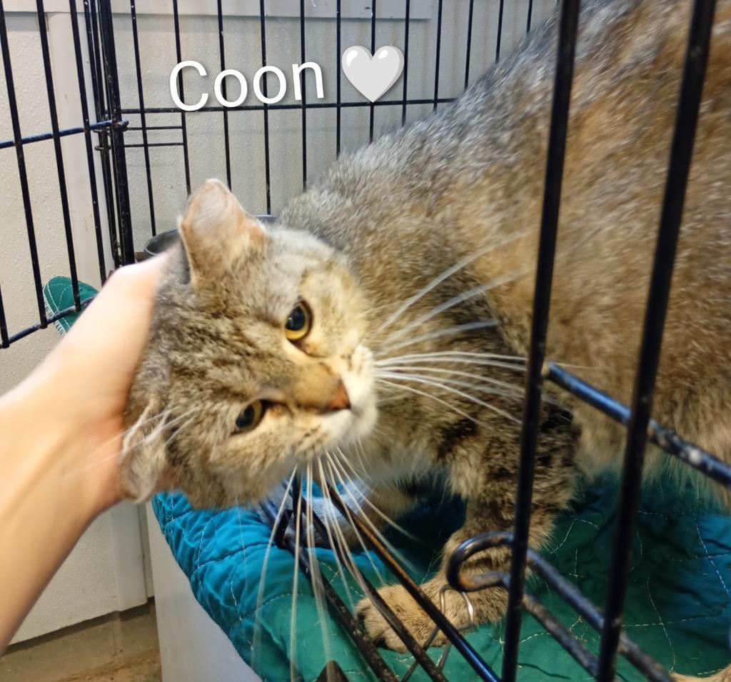 Coon, Adoptable, Adult Female Domestic Short Hair.