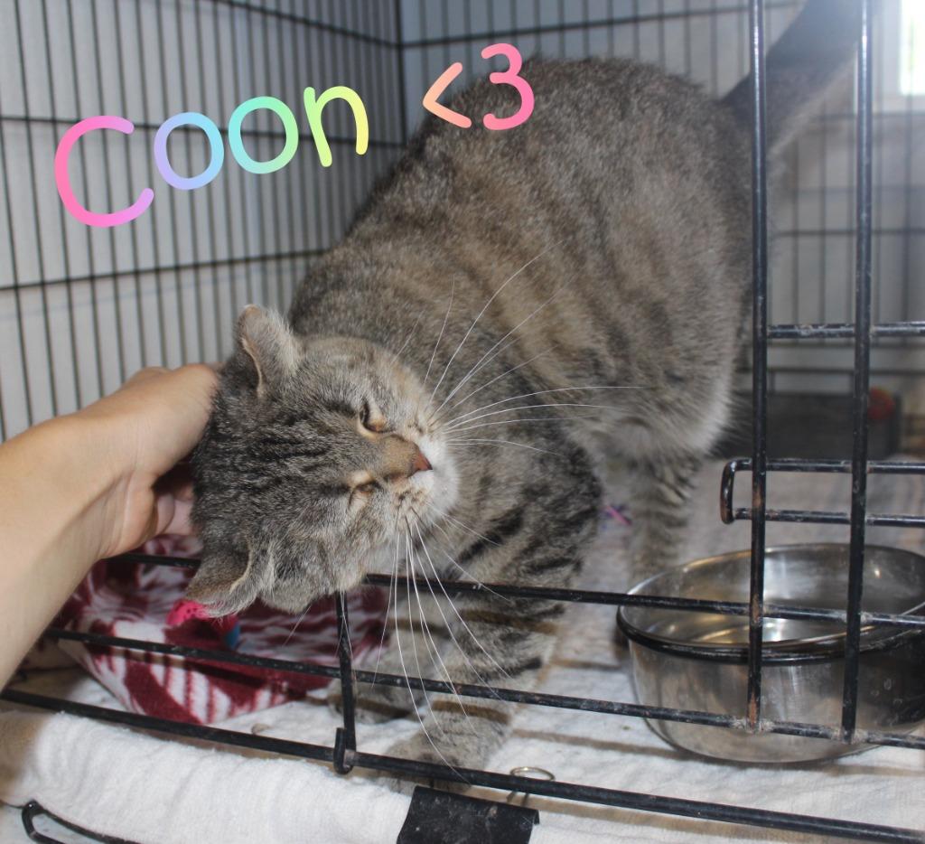 Enlarge Coon, a Adoptable mixed breed in Saint James, MN image 4/4