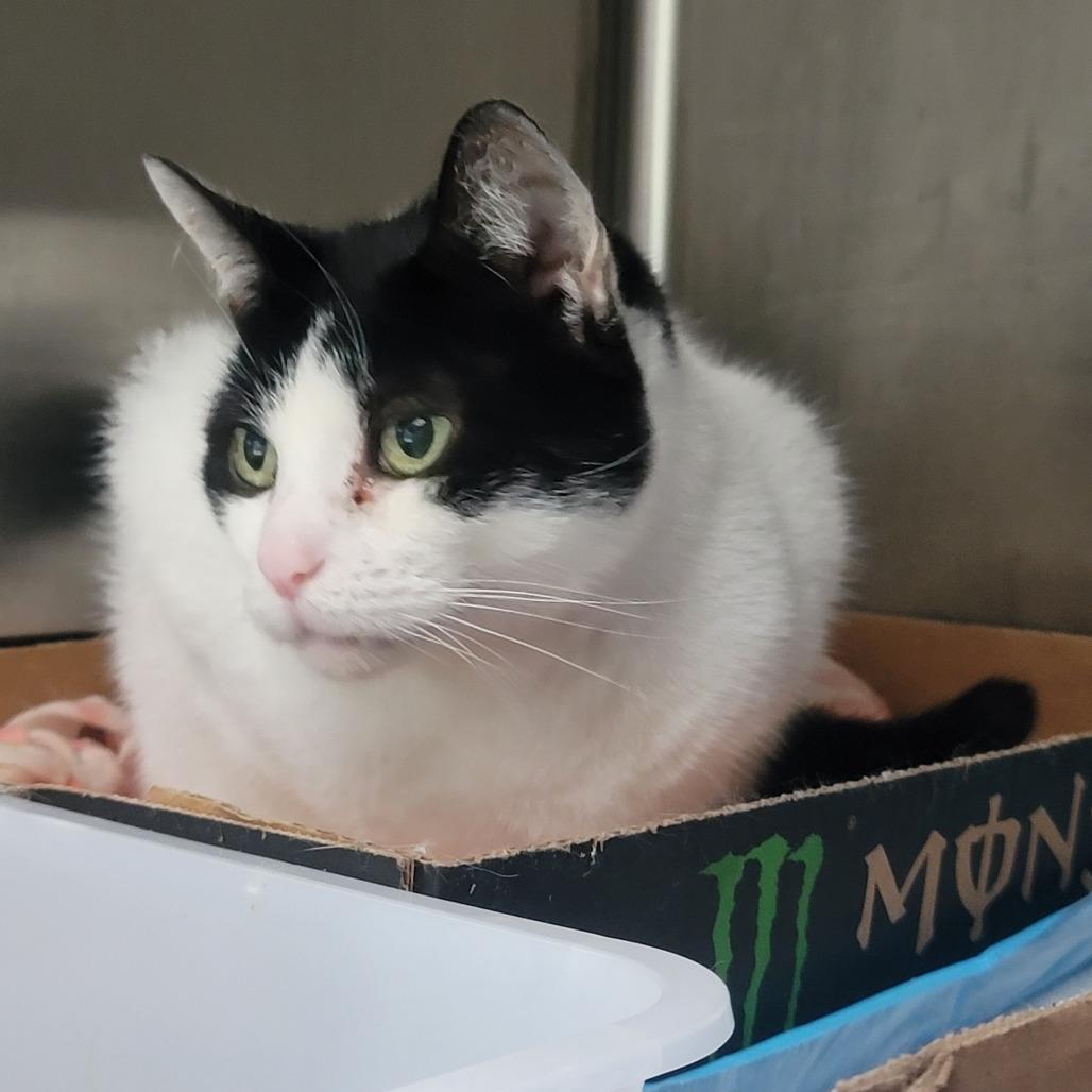 Misty Snowball, Adoptable, Senior Female Domestic Short Hair & Domestic Short Hair.