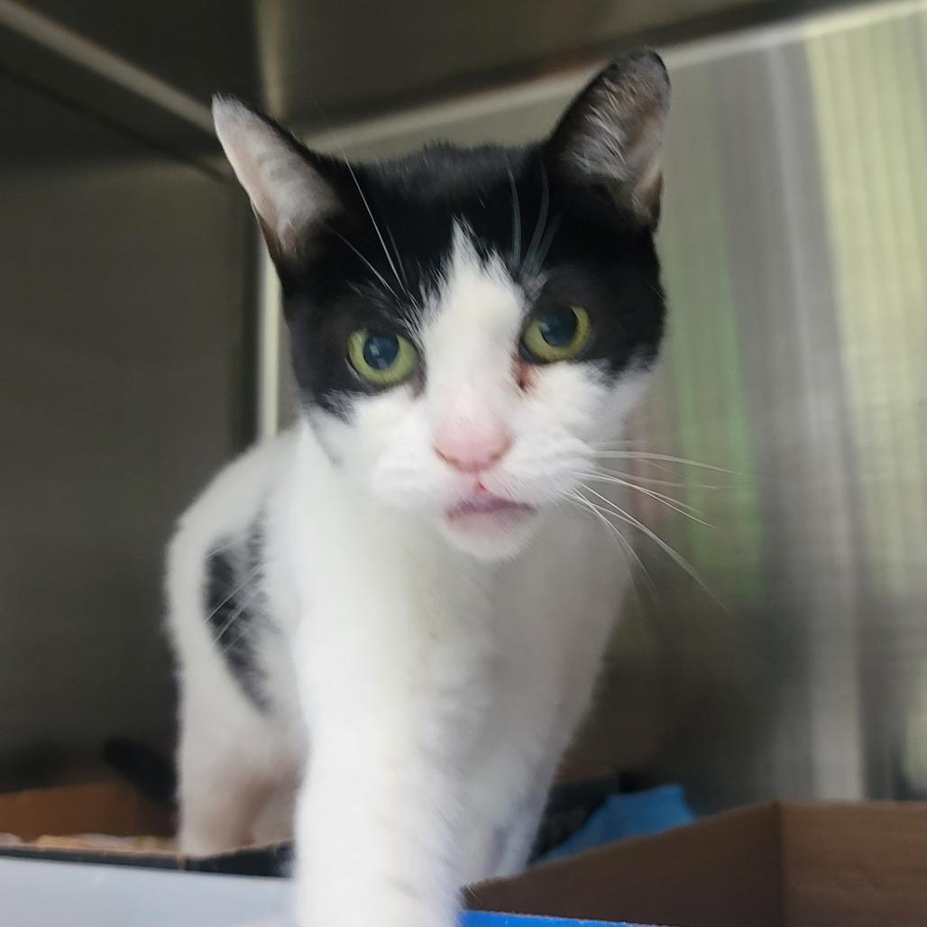 Enlarge Misty Snowball, a Adoptable mixed breed in La Grange, KY image 2/2