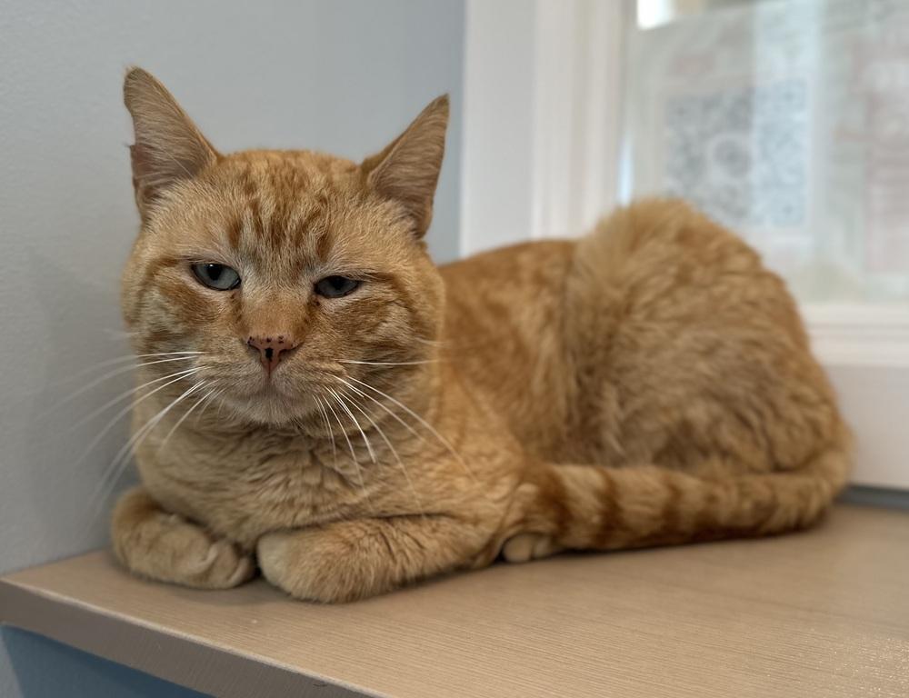 Ranger Robbie, Adoptable, Adult Male Domestic Short Hair.