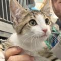 Jett, Adoptable, Kitten Male Domestic Short Hair.