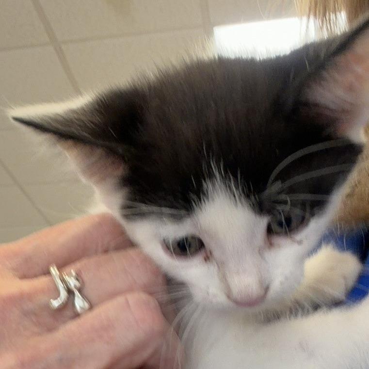 Enlarge Jett, a Adoptable Domestic Short Hair in Greensboro, GA image 1/1