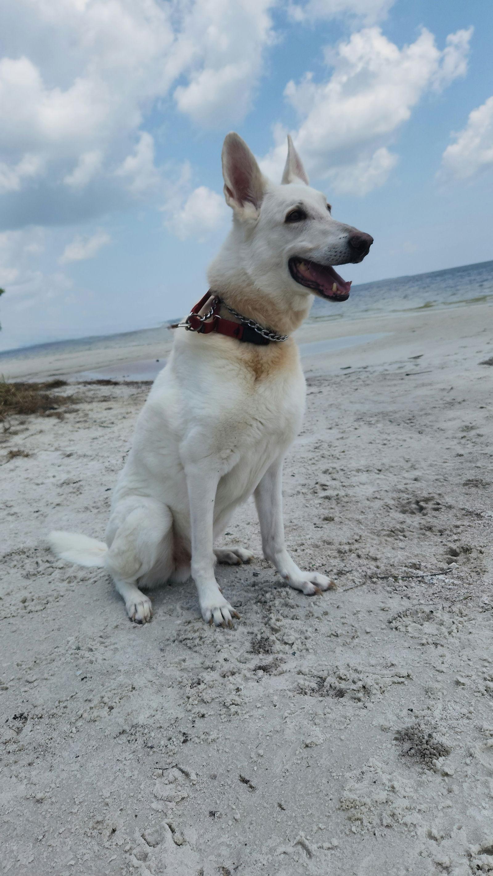 Bhalu, a Adoptable German Shepherd Dog in Tampa, FL image 1/3