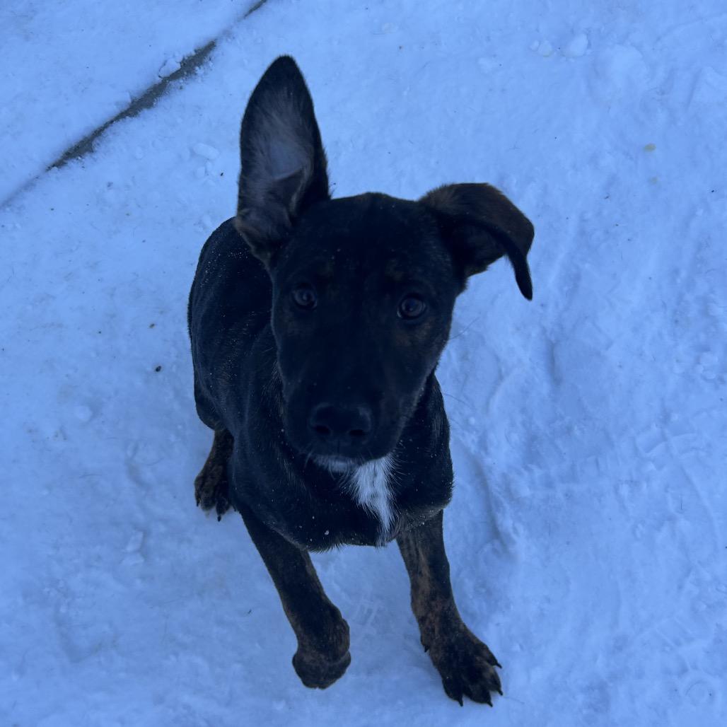 Danny, Adoptable, Puppy Male Mixed Breed.
